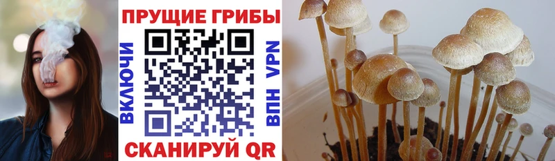Псилоцибиновые грибы прущие грибы  Жуковский 
